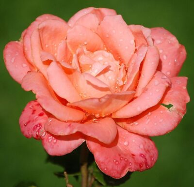 Rosa Hamburger Deern