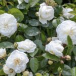 Rosa Marina Picasso