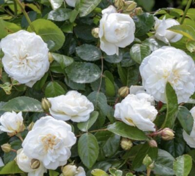 Rosa Marina Picasso