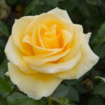 Rosa RAFFAELLO® Meikanaro