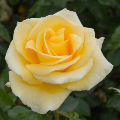 Rosa RAFFAELLO® Meikanaro