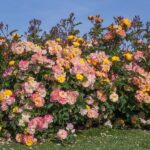 Rosa REVE DE PARIS® Meilowmye