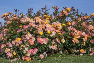 Rosa REVE DE PARIS® Meilowmye