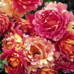 Rosa dei Cistercensi var. Delarle