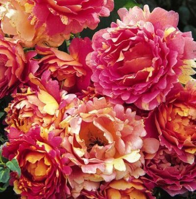 Rosa dei Cistercensi var. Delarle