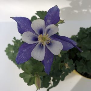 Aquilegia caerulea 'Kirigami Deep Blue & White'