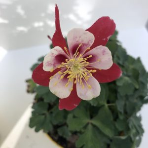 Aquilegia caerulea 'Kirigami Rose & Pink'