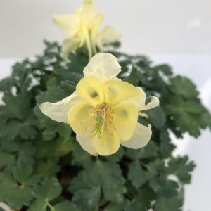 Aquilegia caerulea 'Kirigami Yellow'