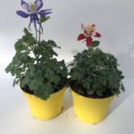 Aquilegia caerulea 'Kirigami mix'
