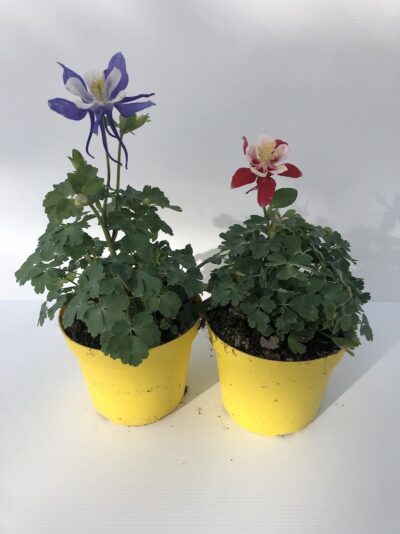 Aquilegia caerulea 'Kirigami mix'