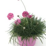 Armeria maritima 'Armada Rose'