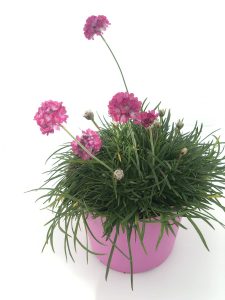 Armeria maritima 'Armada Rose'