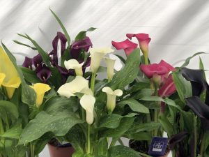 CALLA Zantedeschia Ibrida mix