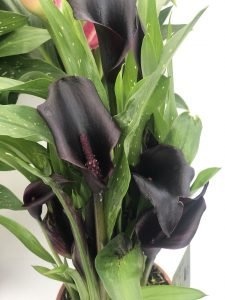 CALLA Zantedeschia Ibrida1