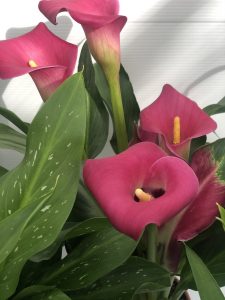 CALLA Zantedeschia Ibrida2