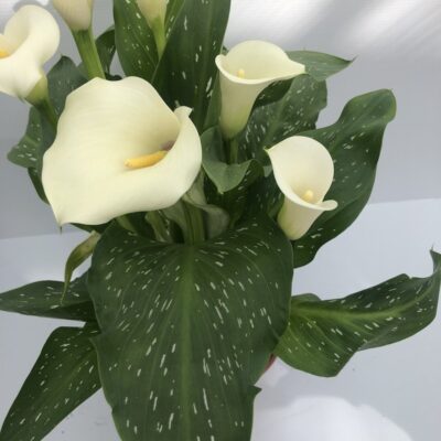 CALLA Zantedeschia Ibrida4