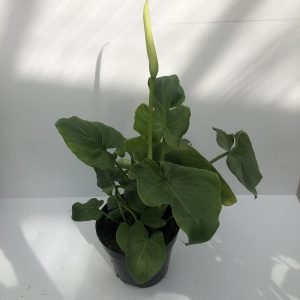 CALLA Zantedeschia aethiopica - giovane piante