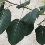 Ficus auriculata foglie
