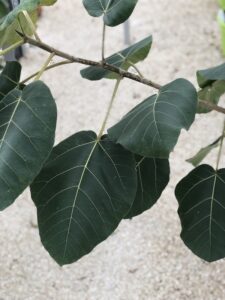 Ficus auriculata foglie