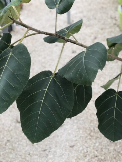 Ficus auriculata foglie
