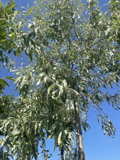 Foglie di PERO PIANGENTE Pyrus salicifolia
