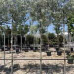 PERO PIANGENTE Pyrus salicifolia
