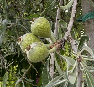PERO PIANGENTE Pyrus salicifolia 'Pendula' Frutto