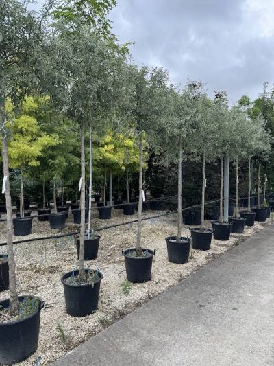 PERO PIANGENTE Pyrus salicifolia 'Pendula' Vivai Frappetta