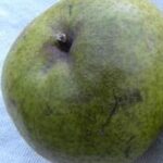 Pero Passacrassana Pirus communis