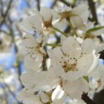 Pyrus communis 'Beech Hill'
