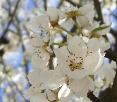 Pyrus communis 'Beech Hill'