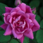 Rosa Pink Double KNOCK OUT® Radtkopink
