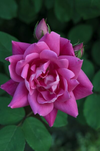 Rosa Pink Double KNOCK OUT® Radtkopink