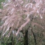 Tamarix gallica