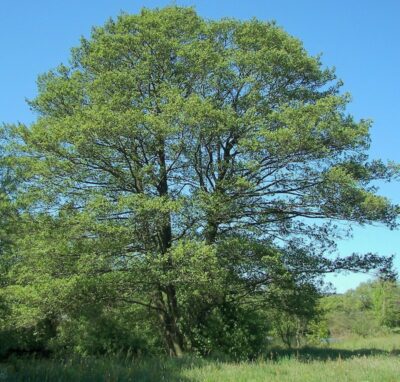 Alnus glutinosa ONTANO NERO