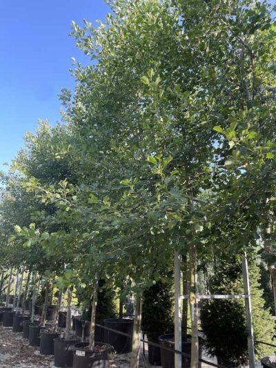 Alnus glutinosa ONTANO NERO - Vivai Frappetta