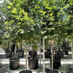 Alnus glutinosa ONTANO NERO - Vivai Frappetta