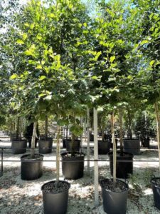 Alnus glutinosa ONTANO NERO - Vivai Frappetta
