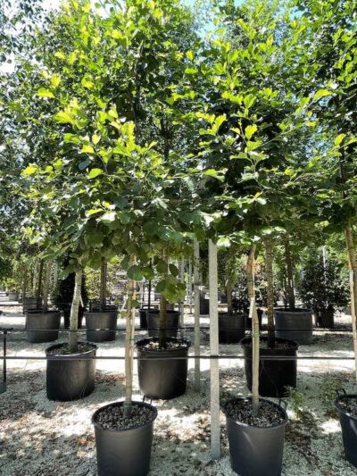 Alnus glutinosa ONTANO NERO - Vivai Frappetta