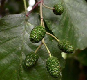 Alnus glutinosa ONTANO NERO - frutti