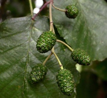 Alnus glutinosa ONTANO NERO - frutti