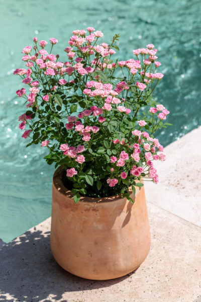 ROSA LILLYROSE