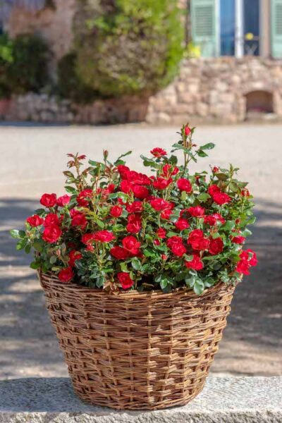 ROSA ZEPETI