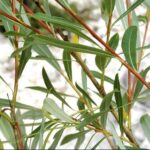 Salix purpurea SALICE ROSSO