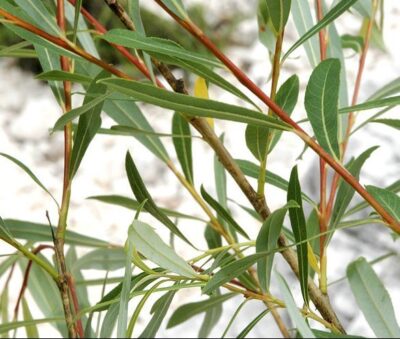 Salix purpurea SALICE ROSSO