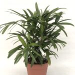 raphis excelsa Vaso30
