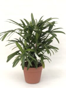 raphis excelsa Vaso30