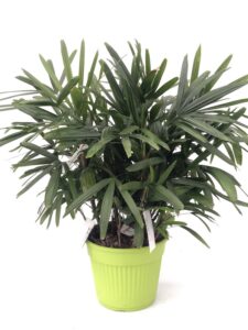 raphis excelsa Vaso35
