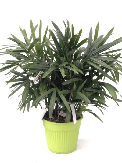 raphis excelsa Vaso35