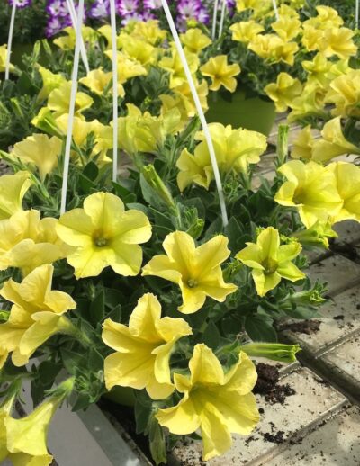 Petunia Aurora 'Banana Candy'
